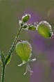/album/naturalmente1/silene-jpg/